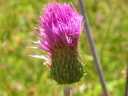 Image of Cirsium pannonicum (L. fil.) Link