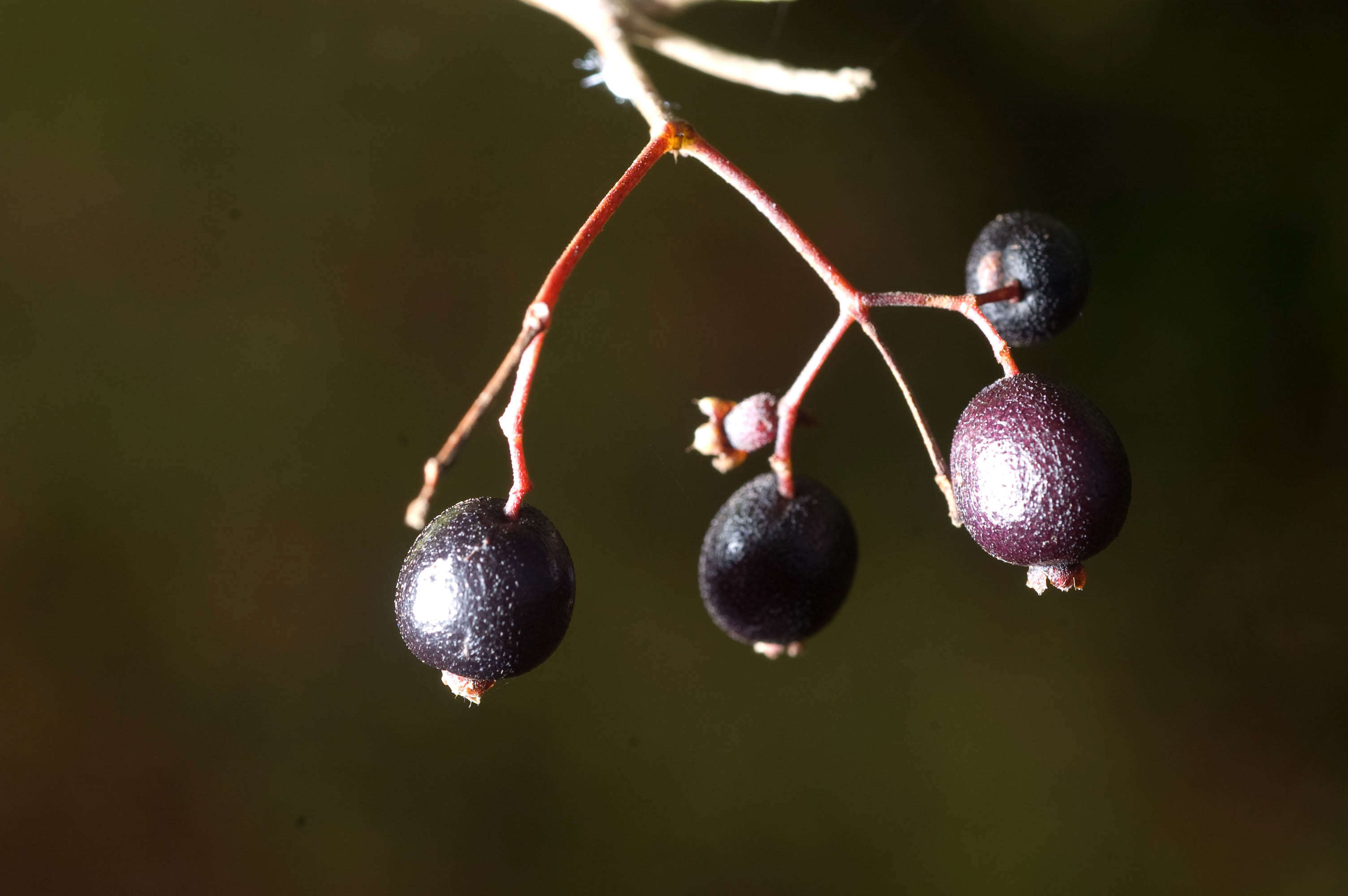 Image de Myrcia sylvatica (G. Meyer) DC.