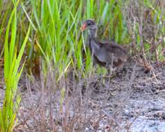 Image of Mangrove Rail