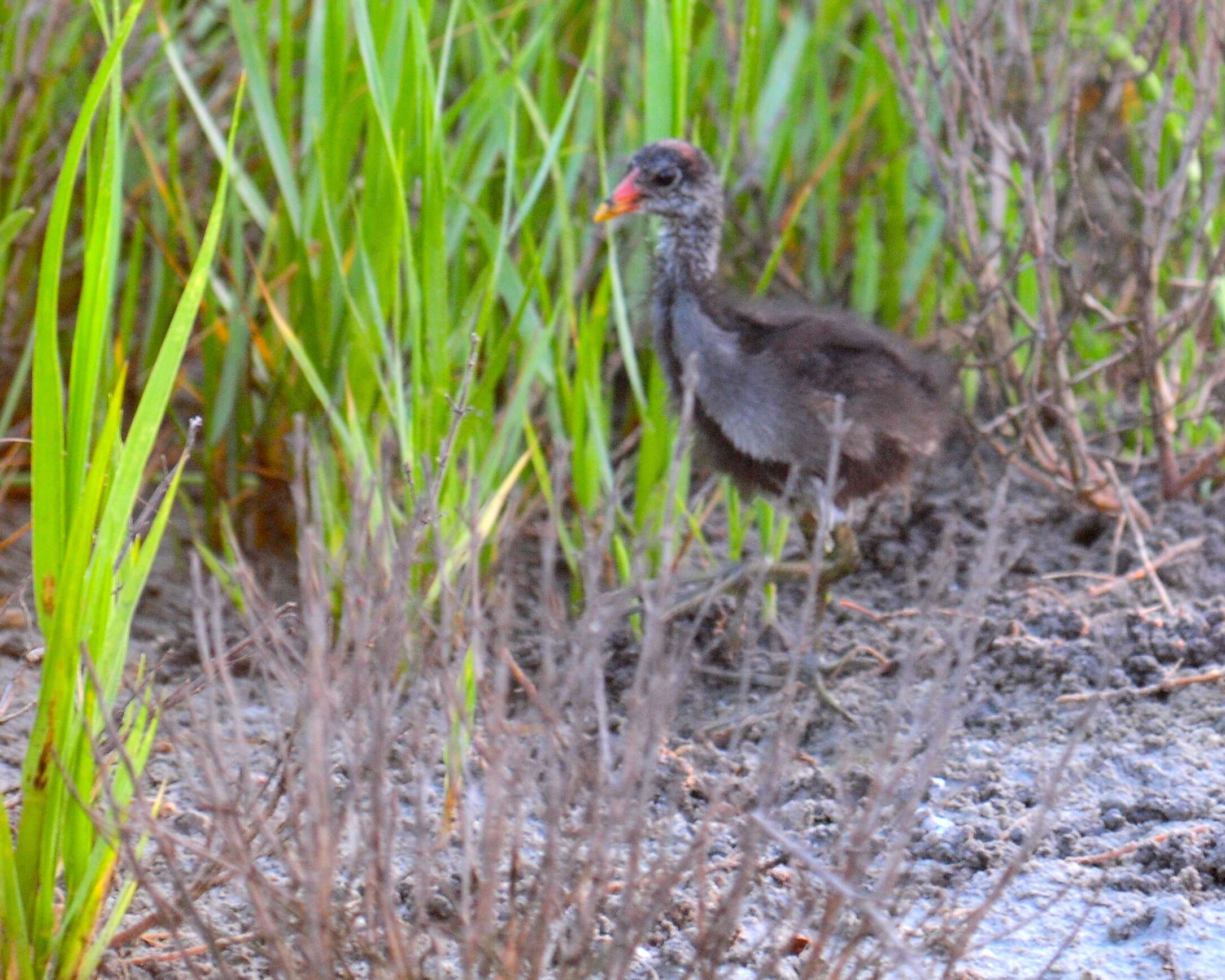 Image of Mangrove Rail