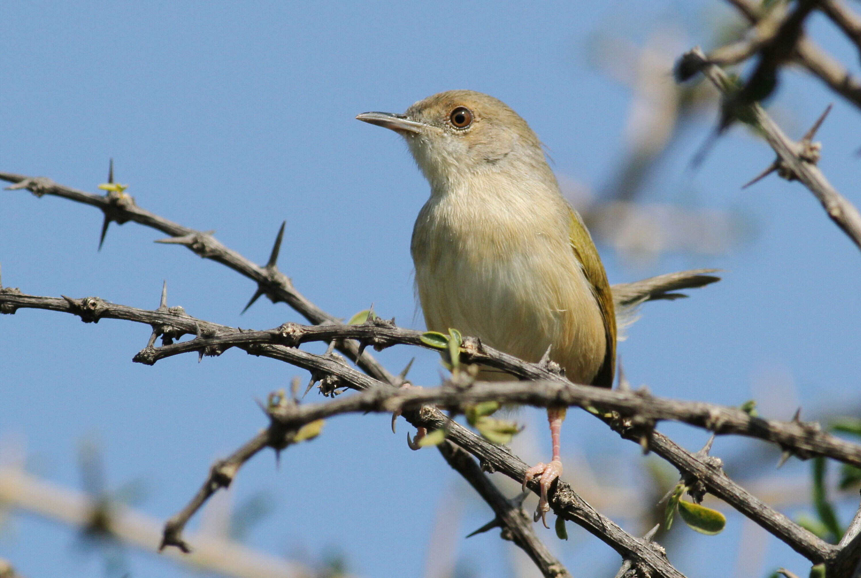 Image of Camaroptera Sundevall 1850