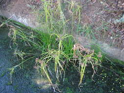 Слика од Cyperus eragrostis Lam.