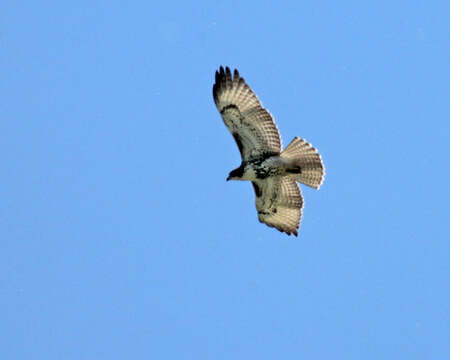 Image of Buteo Lacépède 1799