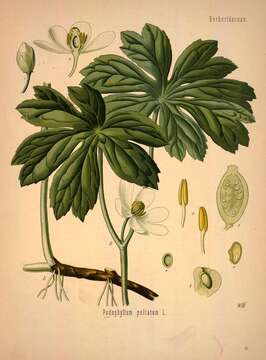 Image of mayapple