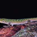 Image de Gecko diurne tacheté