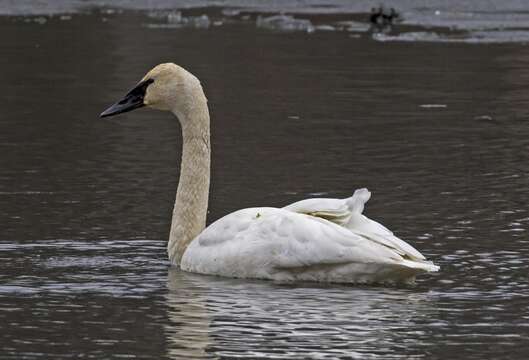 Image of Swan