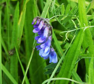 Image of fodder vetch