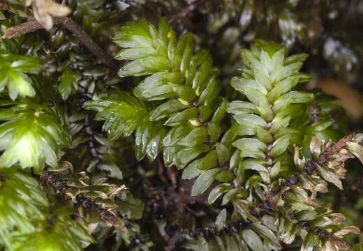 Image of Distichophyllum freycinetii Mitten ex Seemann 1873