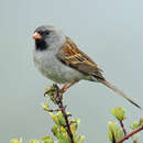 Image of Black-chinned Sparrow