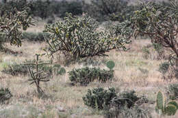 Image de Cylindropuntia imbricata (Haw.) F. M. Knuth