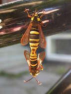 Image of hornet moth