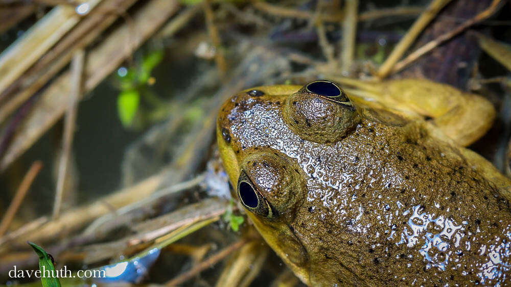 Image of Lithobates Fitzinger 1843