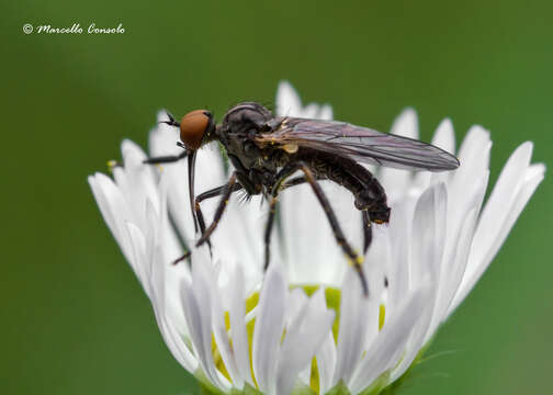 Image of Empis genualis Strobl 1893