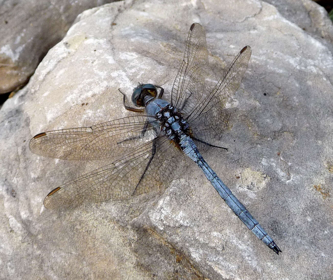 Image of Epaulet Skimmer