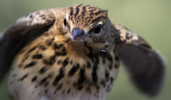 Image of Tree Pipit