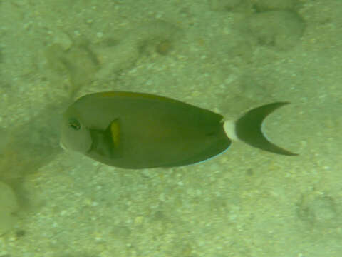 Image of Black-barred Surgeonfish