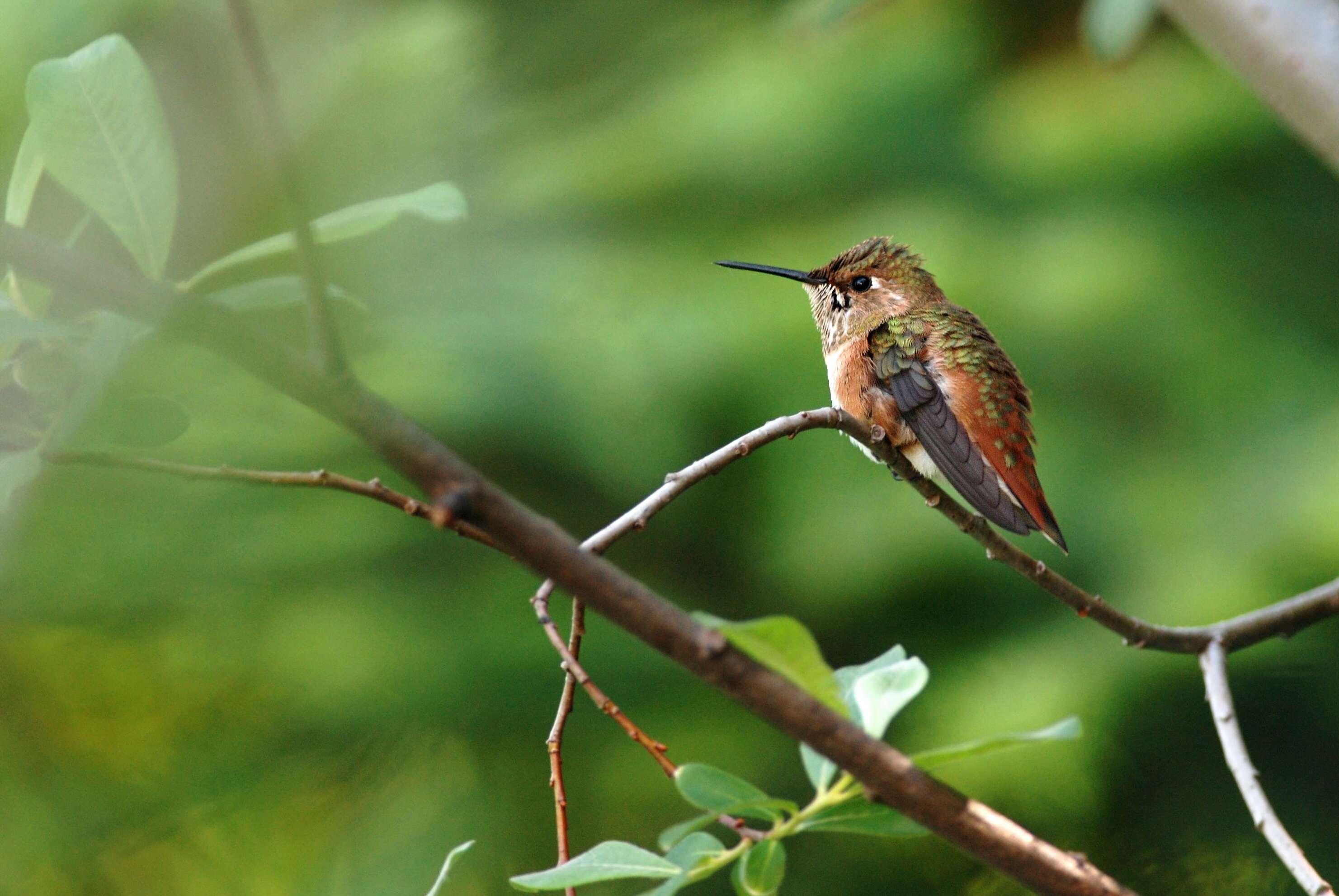 Image de Colibri roux