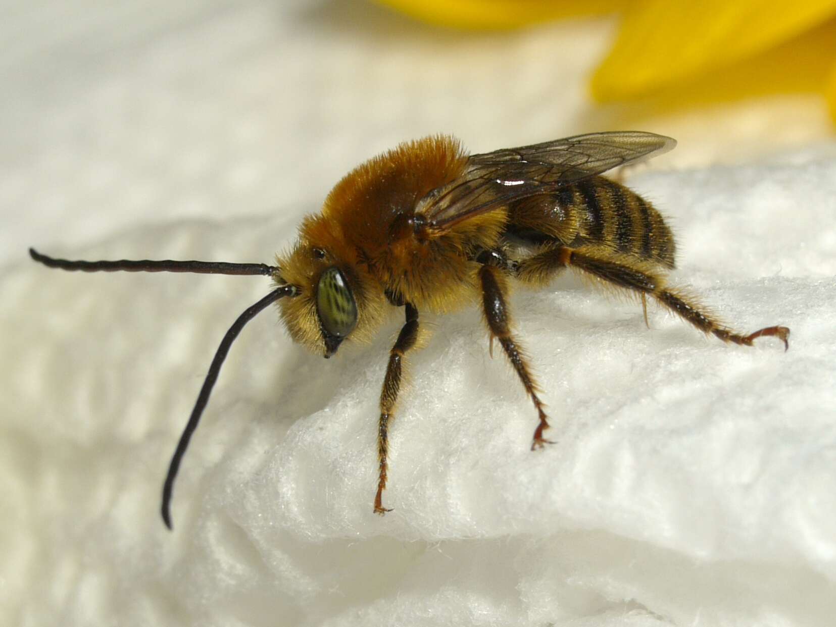 Image of Long-horned Bees