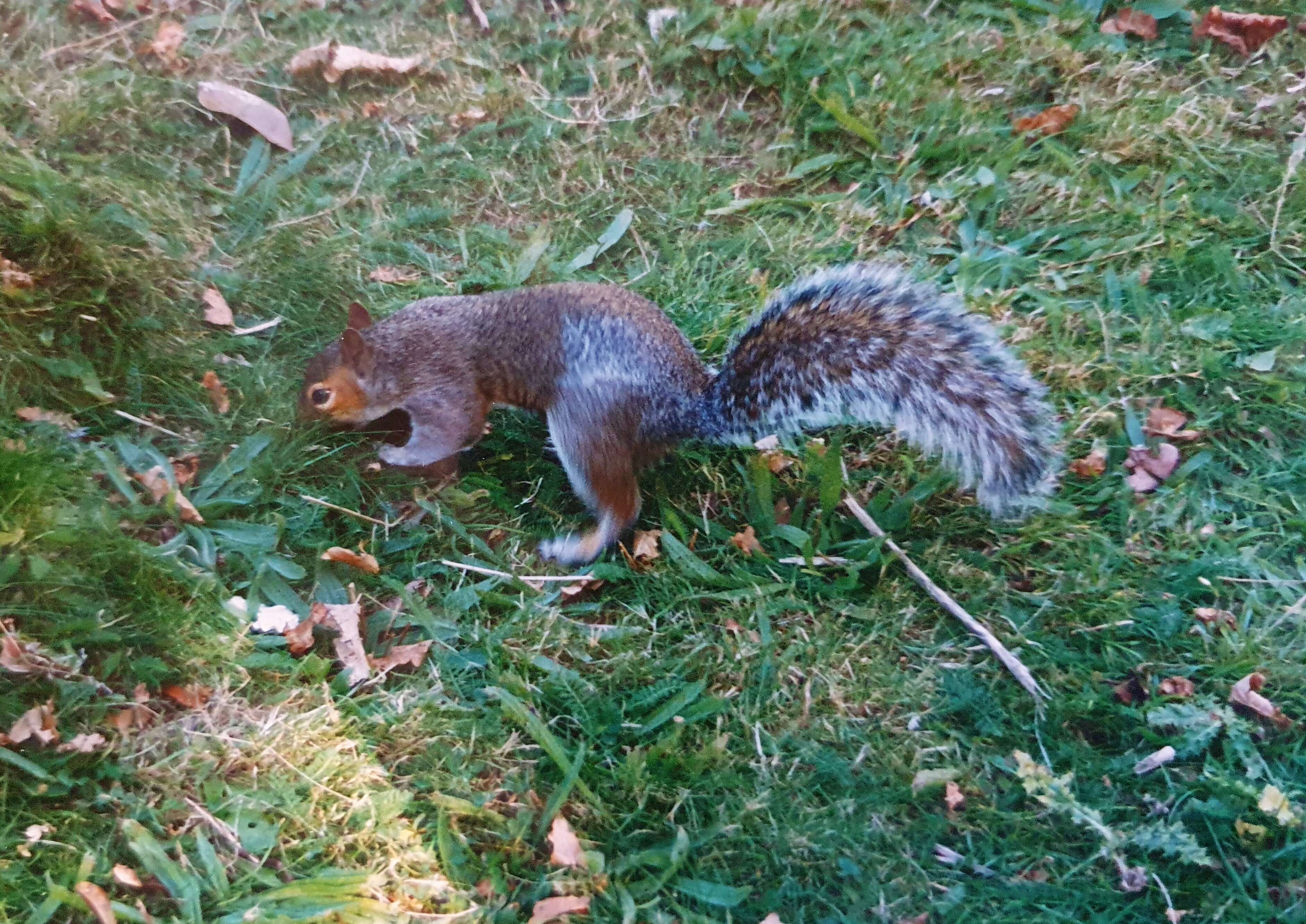 Image of Sciurus subgen. Sciurus Linnaeus 1758