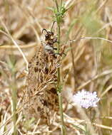 Image of Palpares libelluloides (Linnaeus 1764)