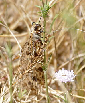 Image of Palpares libelluloides (Linnaeus 1764)