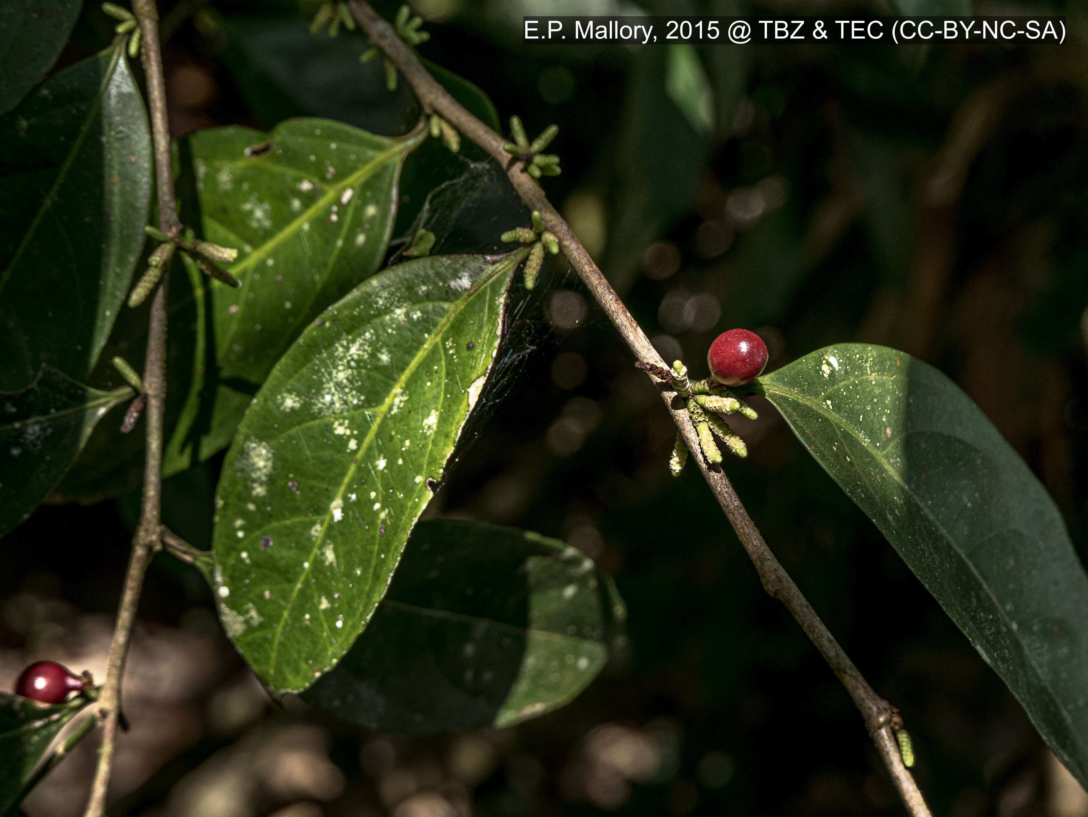 Image of Lacistema aggregatum (Berg.) Rusby