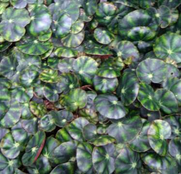 Image of Begonia hydrocotylifolia Otto ex Hook.