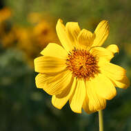 Image de Balsamorhiza