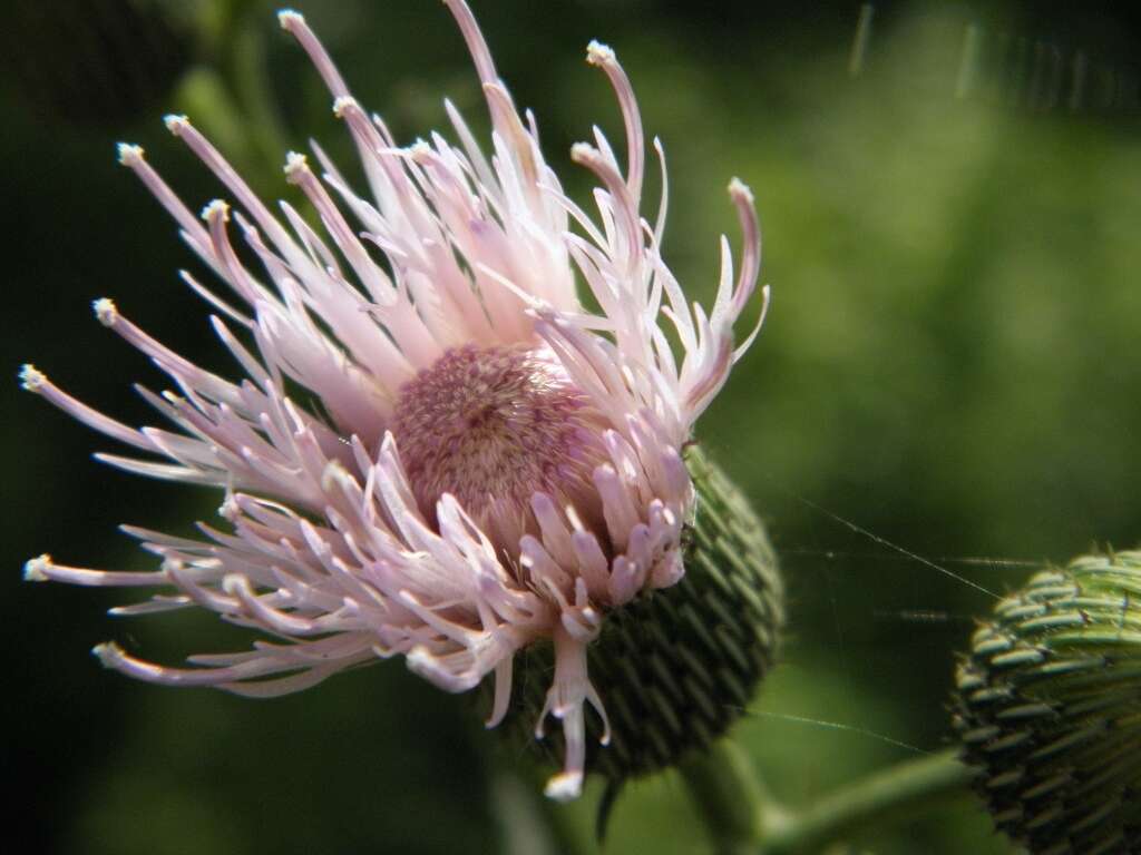 Image of Cirsium nuttallii