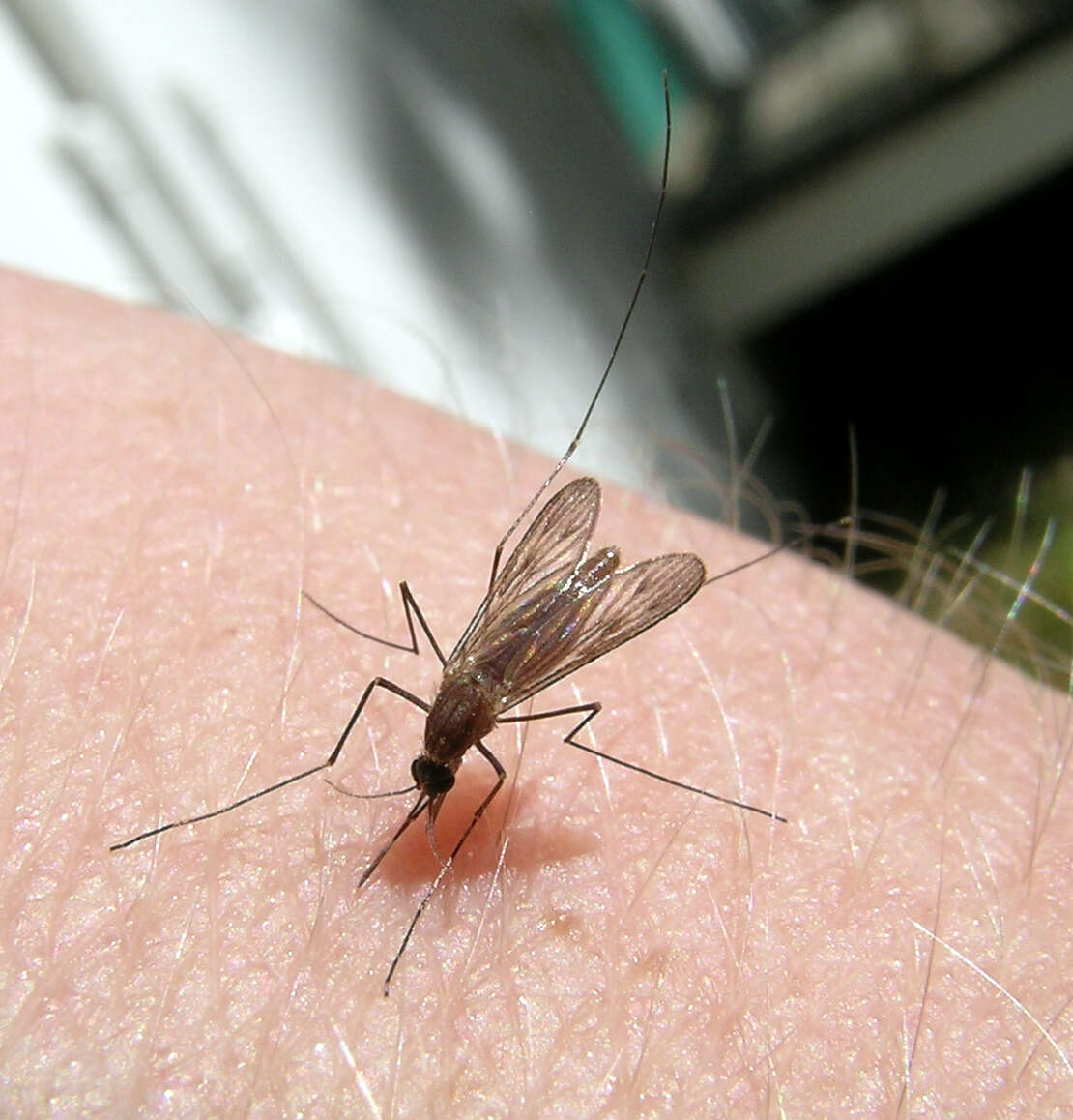 Слика од Маларичен комарец