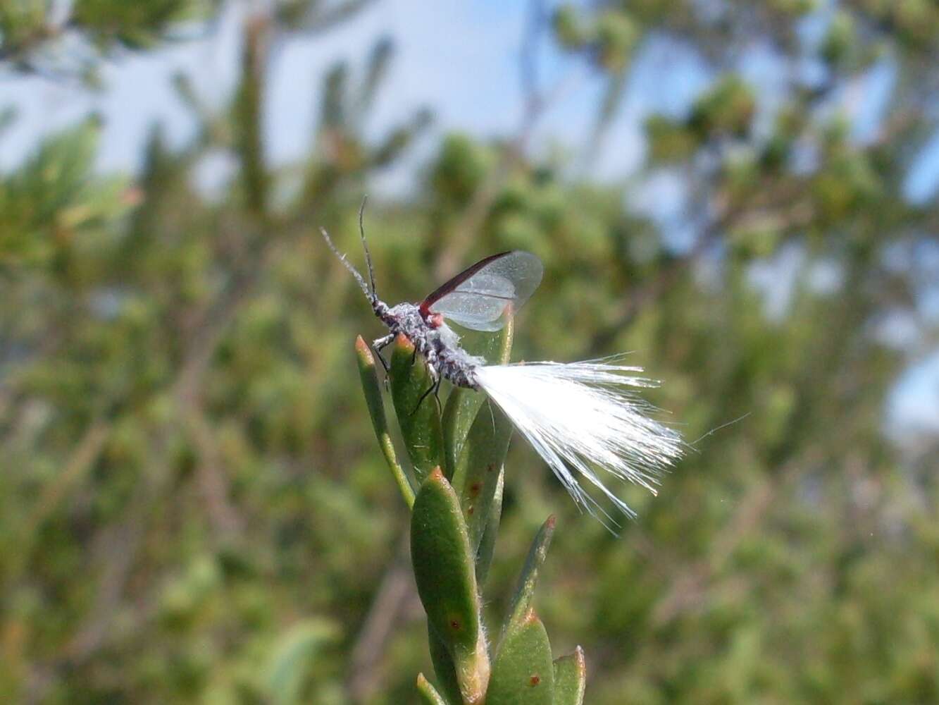 Image of Callipappidae