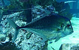 Image of Indian threadfish