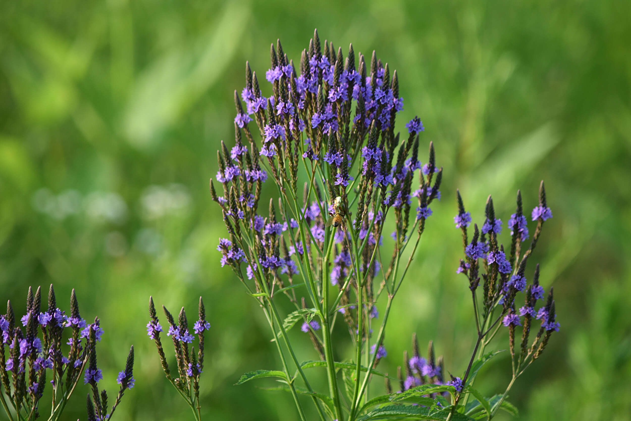 Image of swamp verbena