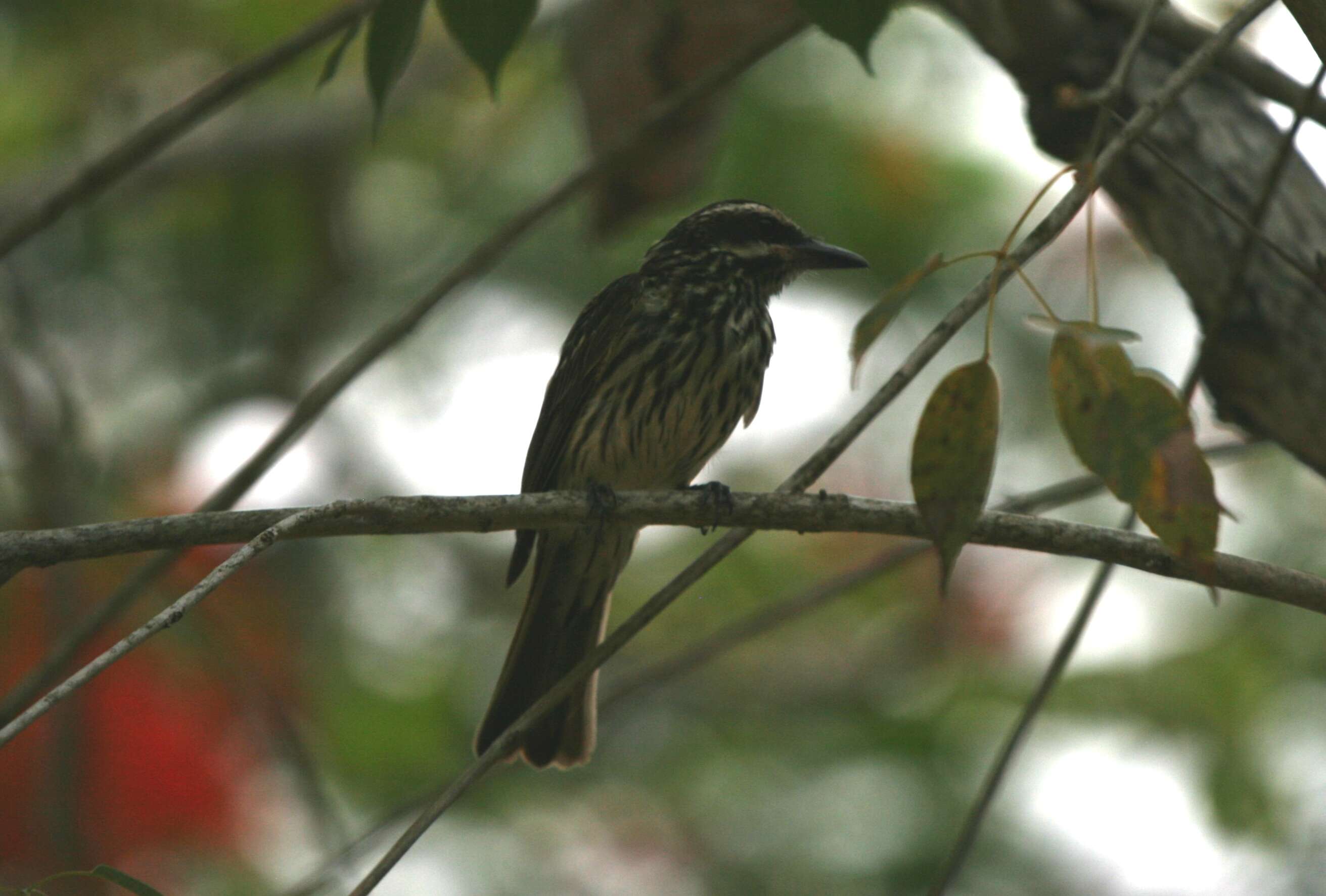 Слика од Myiodynastes maculatus (Müller & Pls 1776)