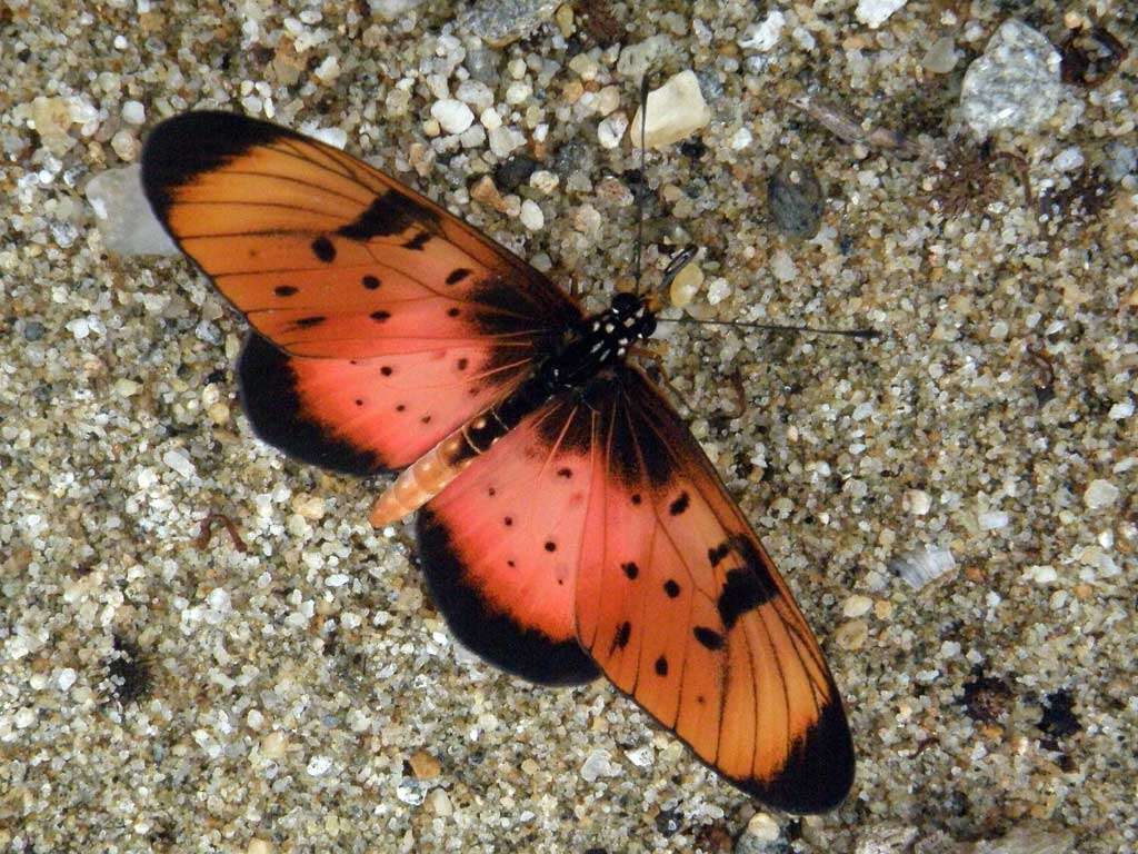 Image of Acraea natalica Boisduval 1847