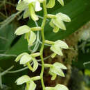 Image of Dendrochilum latifolium Lindl.