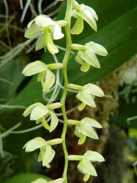 صورة Dendrochilum latifolium Lindl.