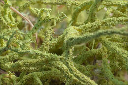 Image of wolf lichen