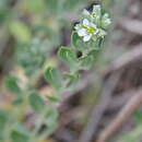 Image of Telephium imperati subsp. imperati