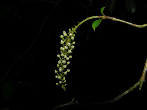 Image of Lophanthera hammelii W. R. Anderson