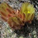 Image of Great Basin fishhook cactus