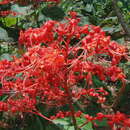 Sivun Clerodendrum japonicum (Thunb.) Sweet kuva
