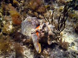 Image of Pink Conch