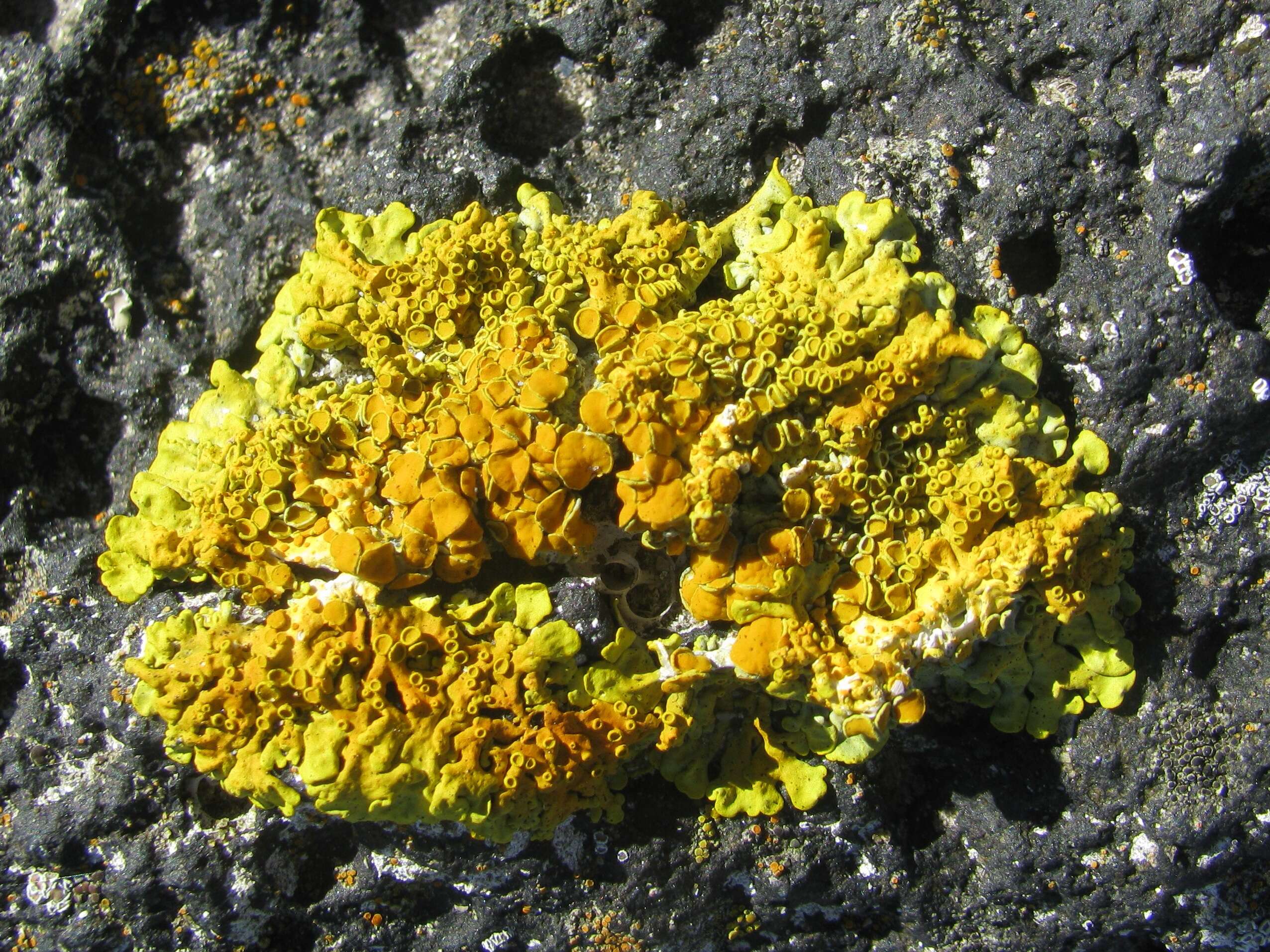 Image of orange wall lichen