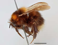 Image of Bombus cingulatus Wahlberg 1855