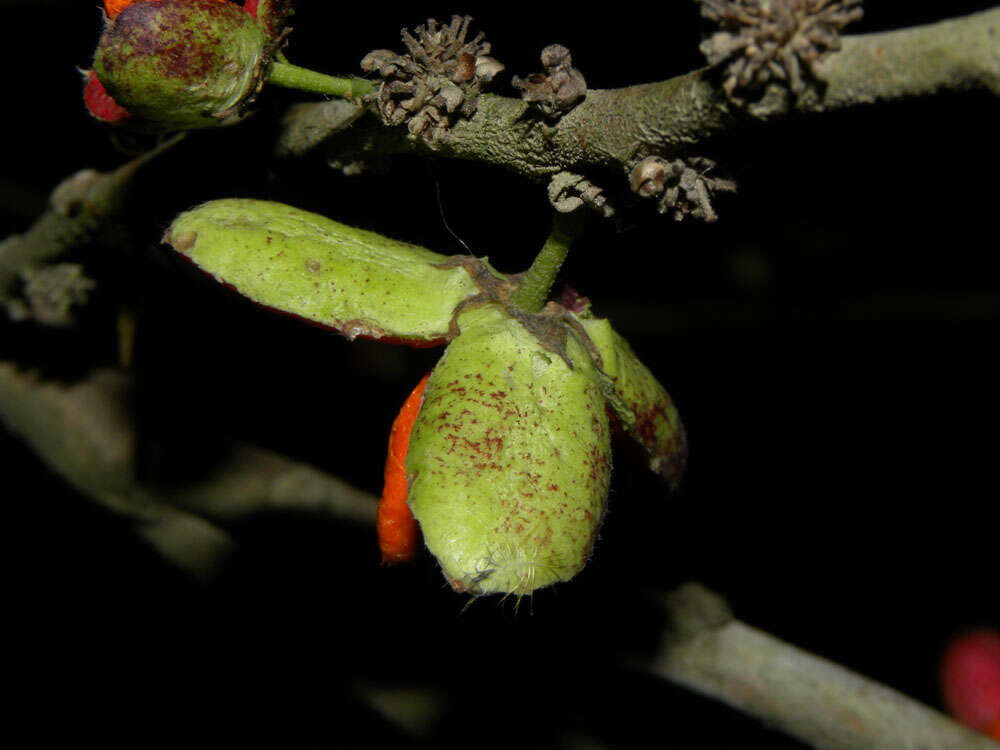 Image of Casearia hirsuta Sw.