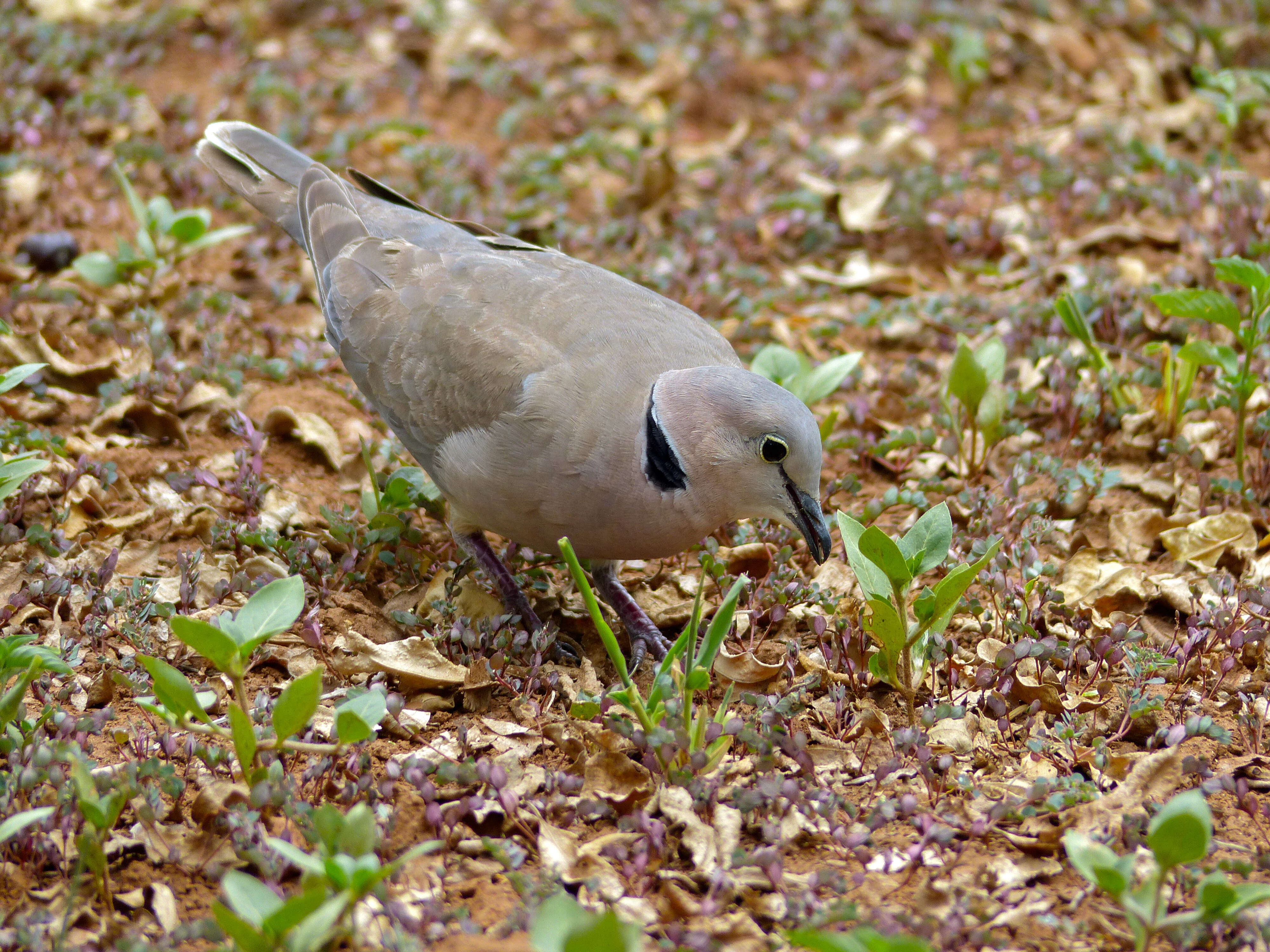 Image of Streptopelia Bonaparte 1855