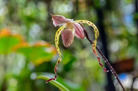 Image de Paphiopedilum stonei (Hook.) Stein