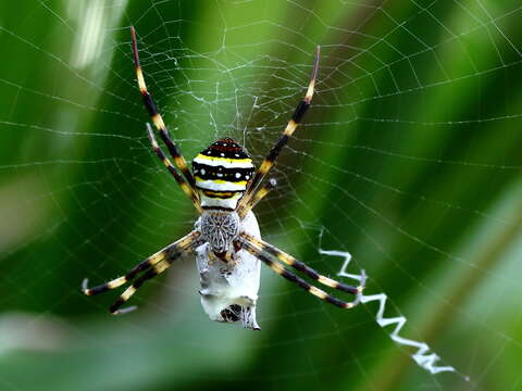 Imagem de Argiope