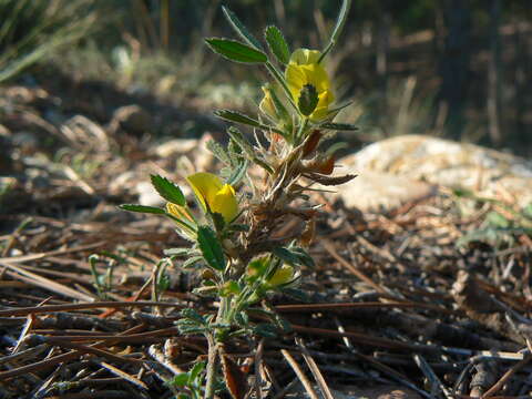 Image of Ononis minutissima L.